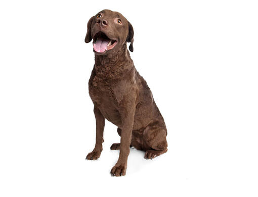 Chesapeake retriever best sale rescue